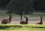 richmond park